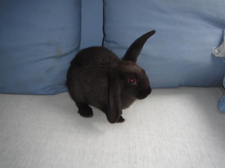 Kanin Sort Perle billede 2