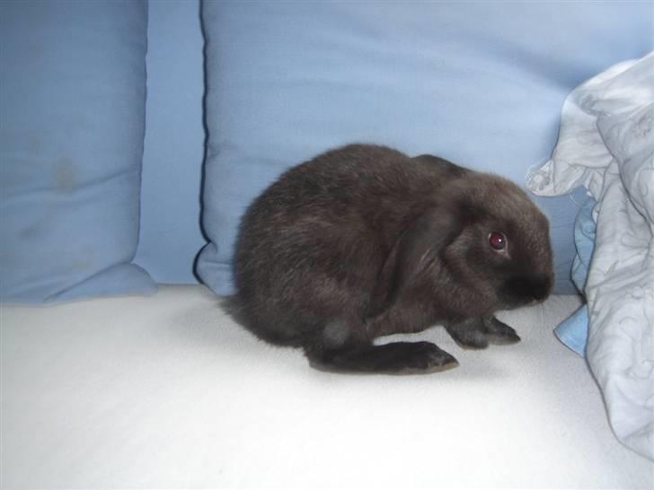 Kanin Sort Perle billede 3