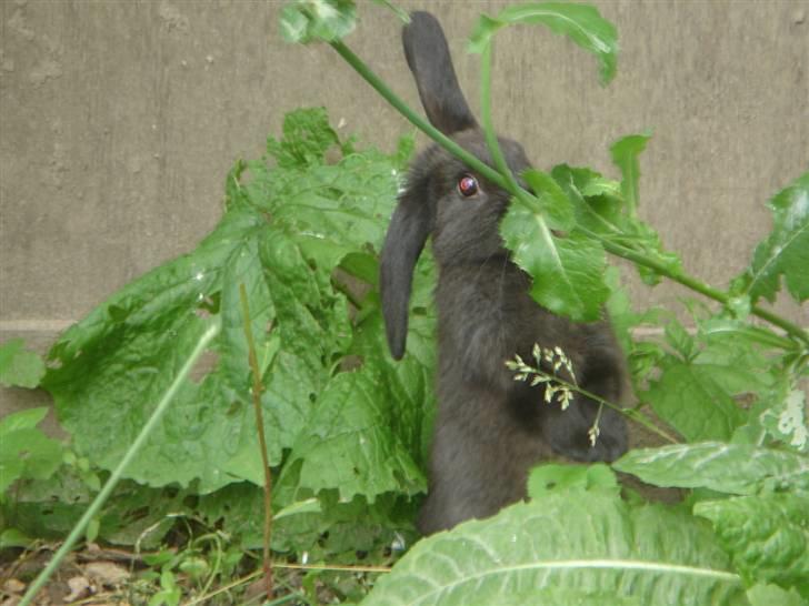 Kanin Sort Perle billede 4