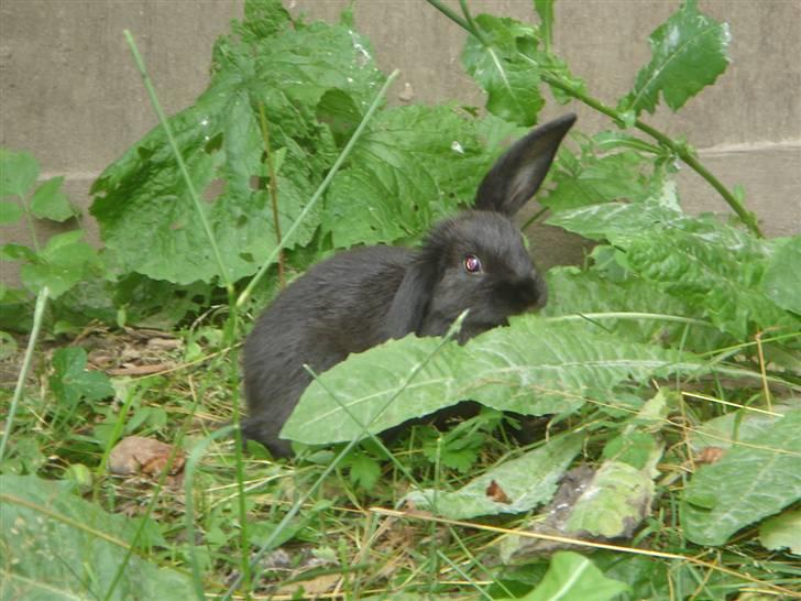 Kanin Sort Perle billede 5