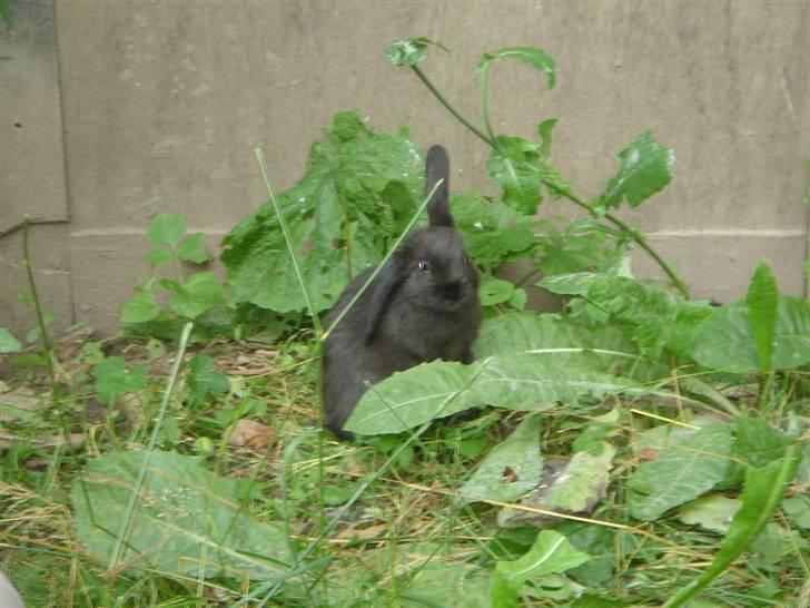 Kanin Sort Perle billede 6