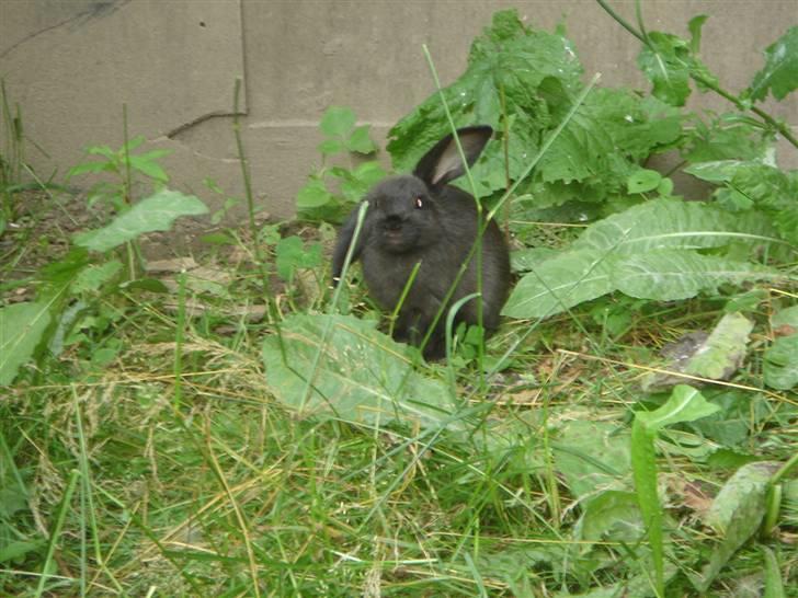 Kanin Sort Perle billede 7