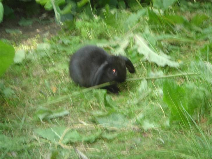 Kanin Sort Perle billede 8