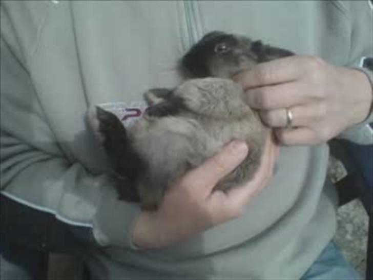 Kanin Nuller R.I.P - Lige inden han døde ;´( billede 4