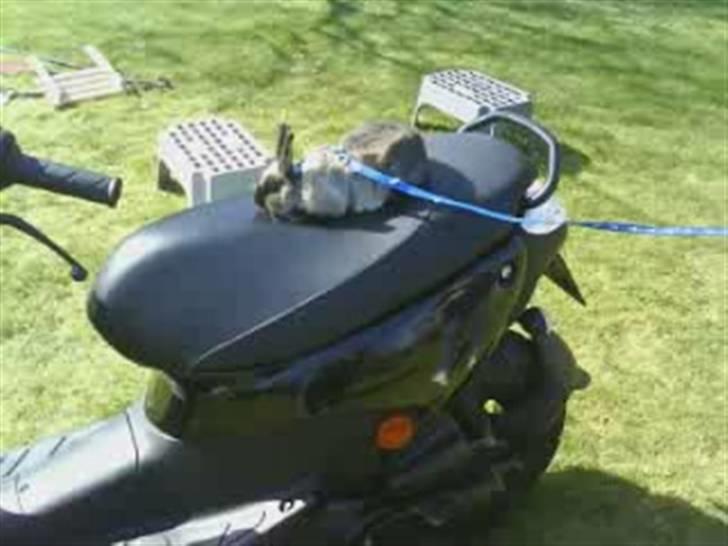 Kanin Nuller R.I.P - Nuller påé min storebrors knallert (; billede 5