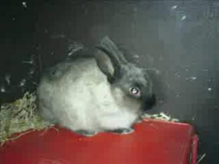 Kanin Nuller R.I.P - Påé *pige* kassen i buret d; billede 6