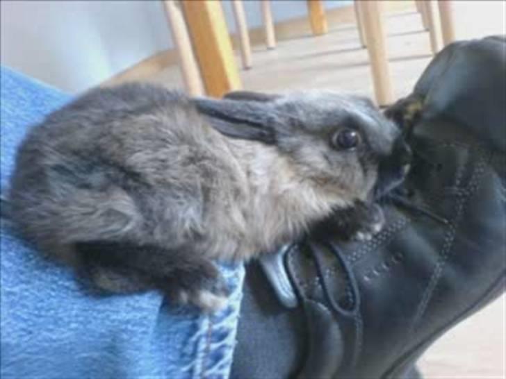 Kanin Nuller R.I.P - Slapper af påé min fars fødder (; billede 7