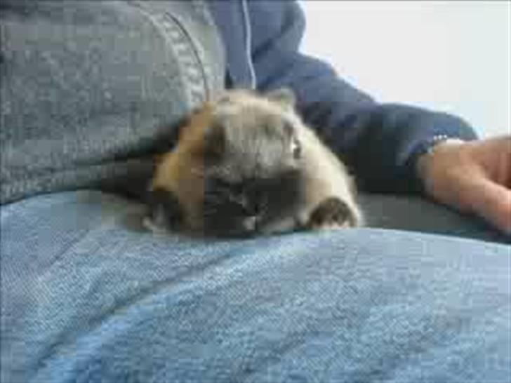 Kanin Nuller R.I.P - slapper af hos min far (; billede 8