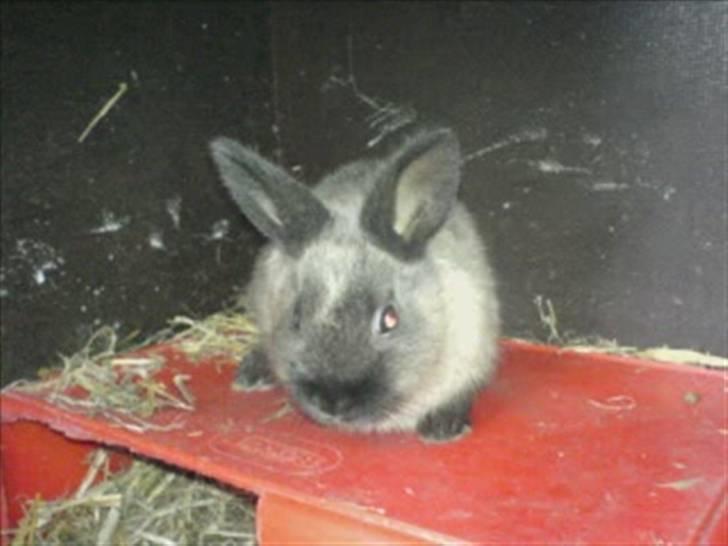 Kanin Nuller R.I.P - Dejlige Nuller <3 billede 9