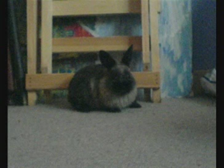 Kanin Nuller R.I.P - Inde påé mit værelse (; billede 10