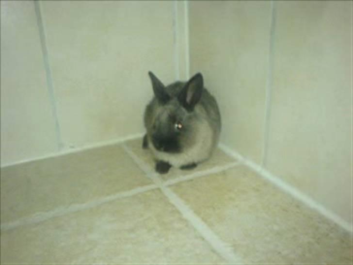 Kanin Nuller R.I.P - Gemmer sig i et hjørne (; billede 11