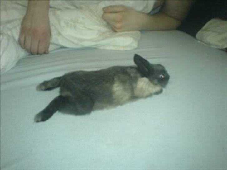Kanin Nuller R.I.P - Flader ud påé min storebrors seng (; billede 12