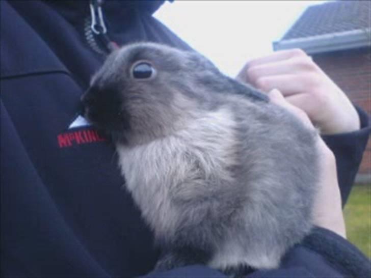 Kanin Nuller R.I.P - Den dagh jeg fik Nuller nusen hjem (; <3 billede 13