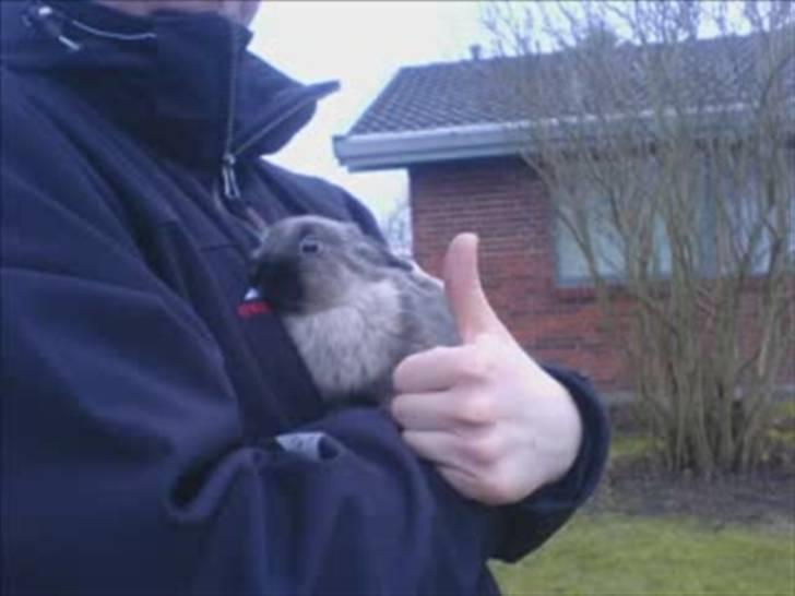 Kanin Nuller R.I.P - Min storebror var helt vild med Nuller (; billede 14