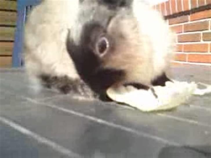 Kanin Nuller R.I.P - dybt koncentreret med at spise (; <3 billede 15