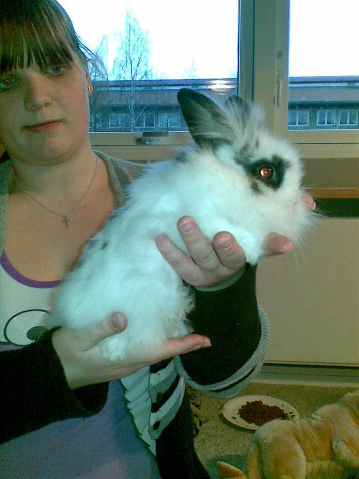 Kanin Simba *solgt* - Simba - 9 uger gammel, stor og pjusket (; billede 12