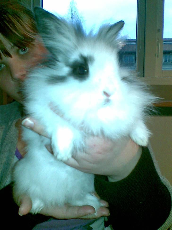 Kanin Simba *solgt* - Simba - 9 uger gammel, stor og pjusket (; billede 13