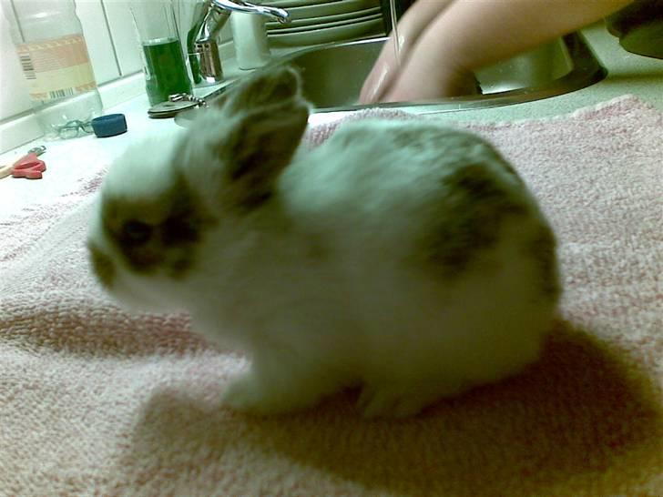 Kanin Simba *solgt* - Simba 3 uger gammel (: billede 14