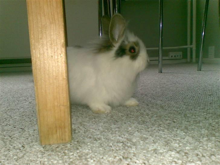 Kanin Simba *solgt* - Simba 5 uger gammel billede 15