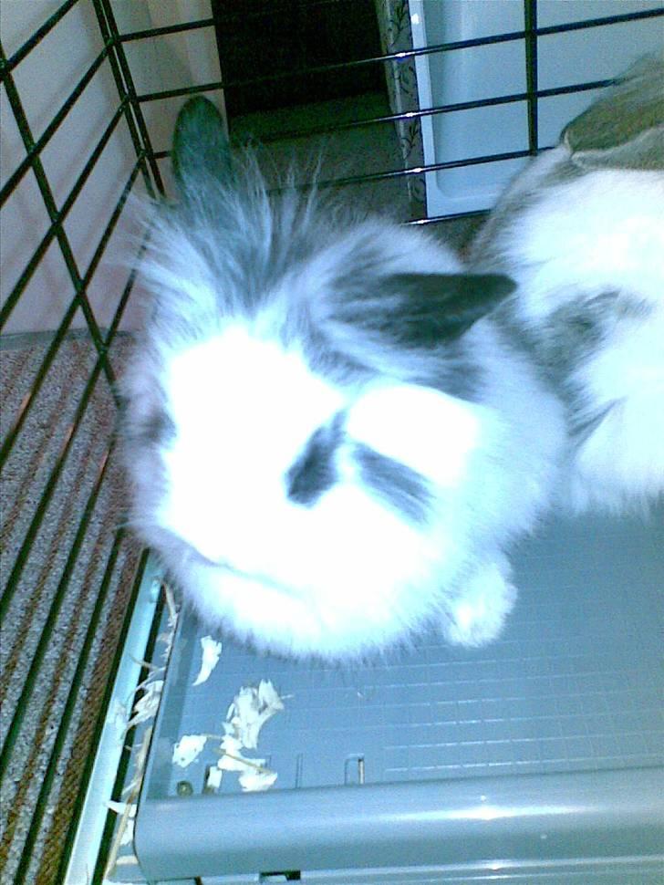 Kanin Speedy *solgt* - 6 uger gammel billede 12