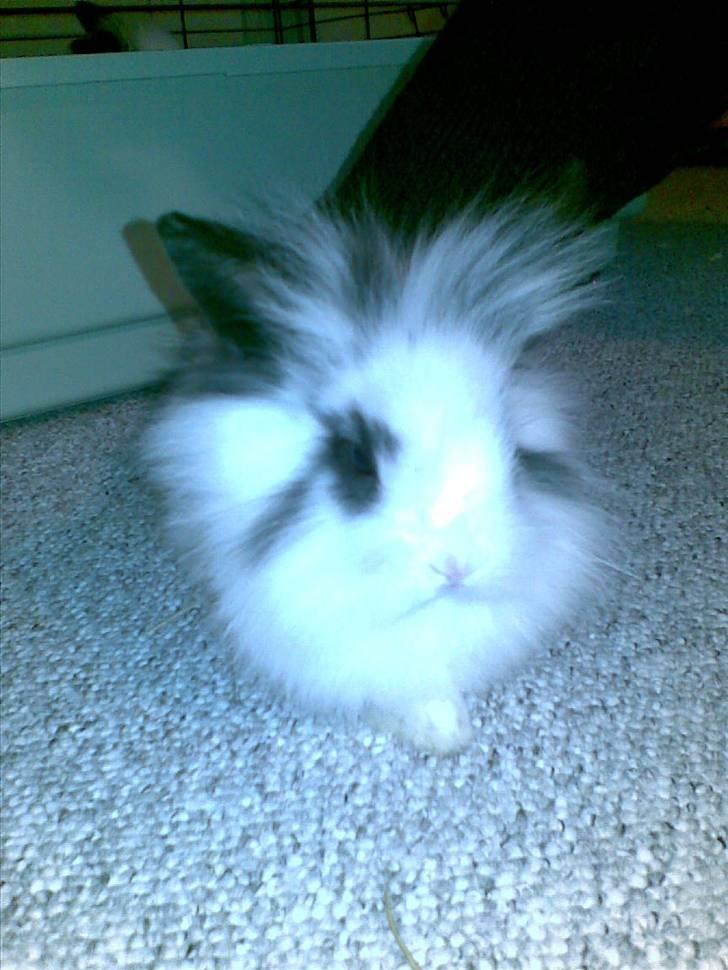 Kanin Speedy *solgt* - 6 uger gammel billede 13