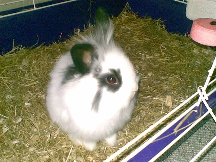 Kanin Speedy *solgt* - 4 uger gammel billede 14