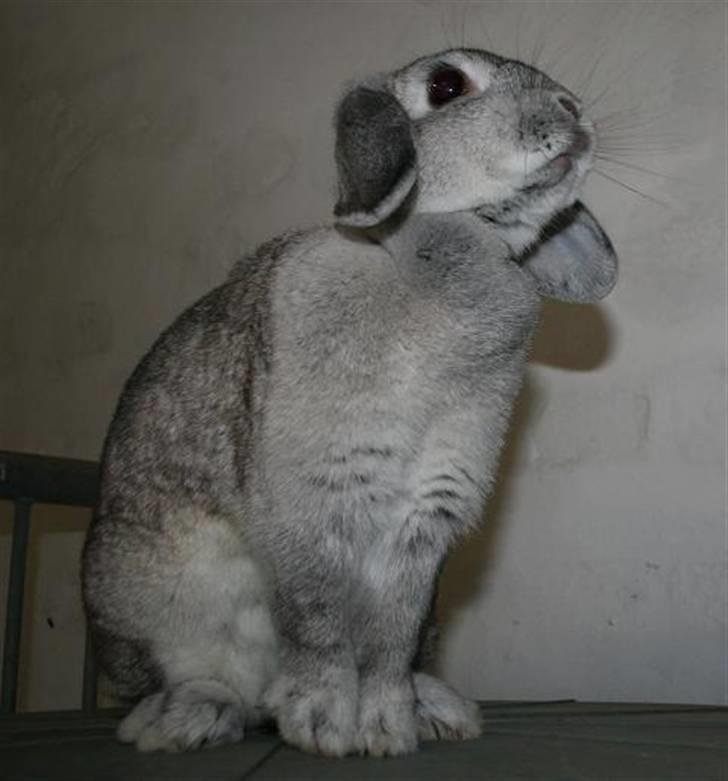 Kanin Svendgårdens Trille billede 1