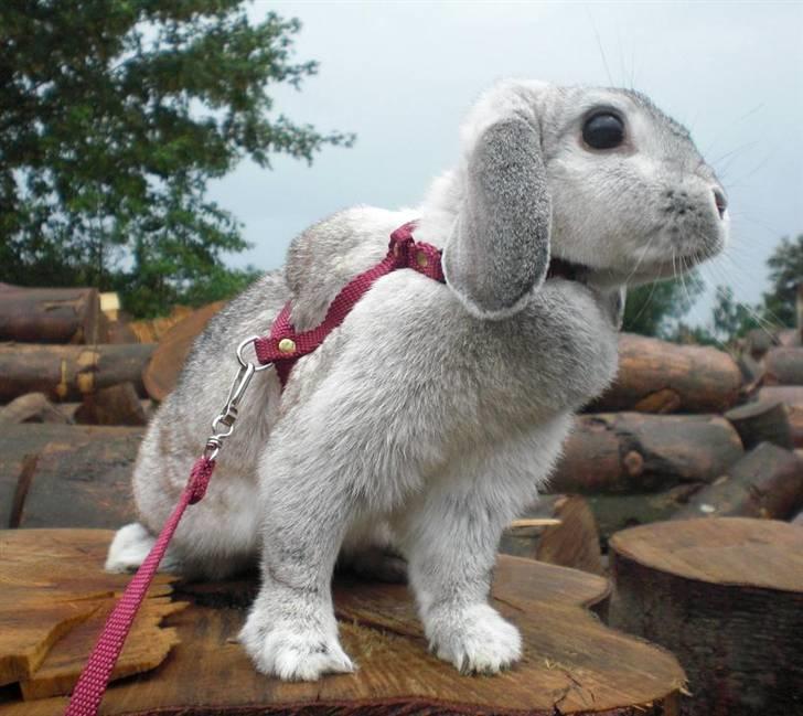 Kanin Svendgårdens Trille billede 2