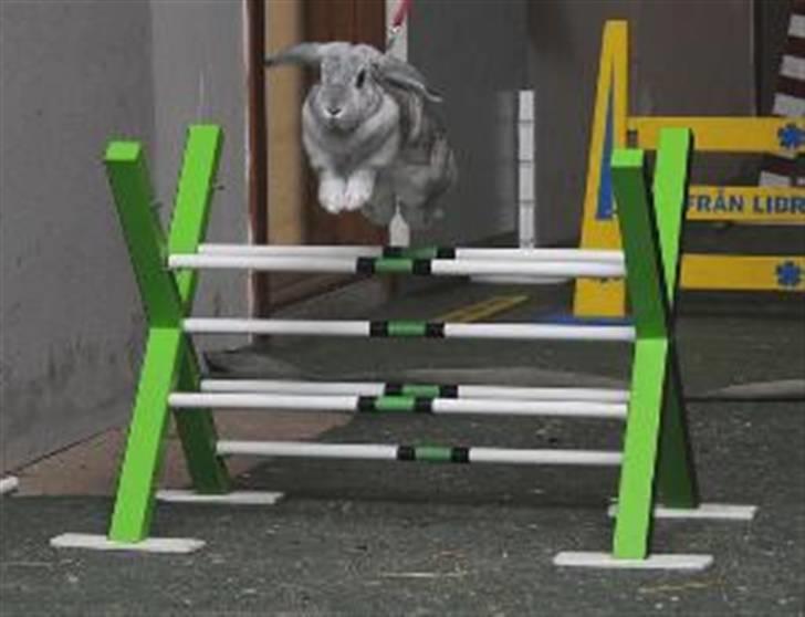 Kanin Svendgårdens Trille - Træning på Skovgården. Fotograf: Aase Bjerner. billede 3