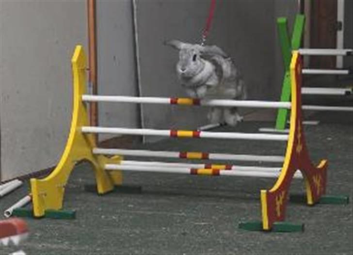 Kanin Svendgårdens Trille - Træning på Skovgården. Fotograf: Aase Bjerner. billede 4