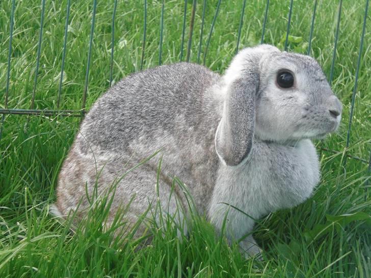 Kanin Svendgårdens Trille billede 5