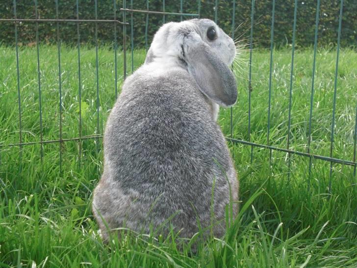 Kanin Svendgårdens Trille billede 6