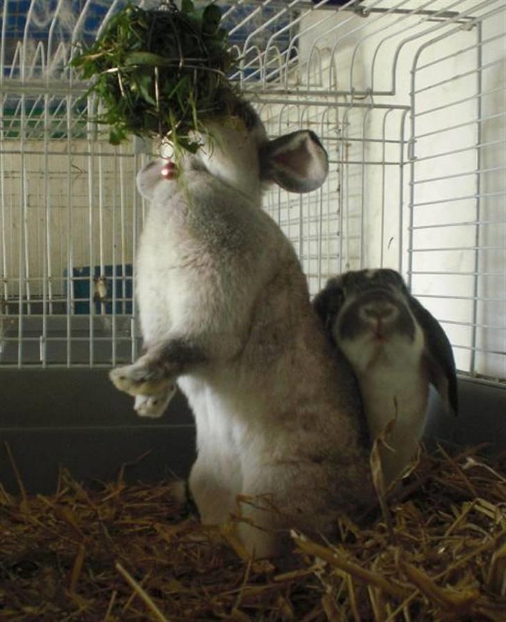 Kanin Svendgårdens Trille billede 7