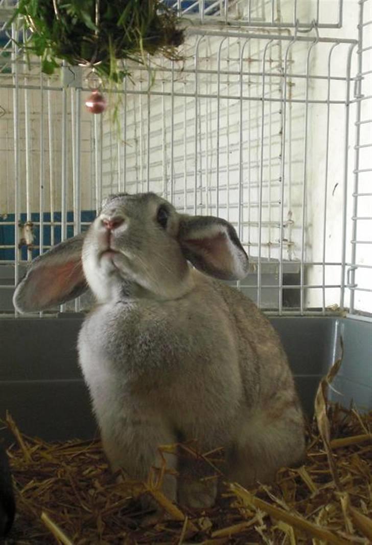 Kanin Svendgårdens Trille billede 8