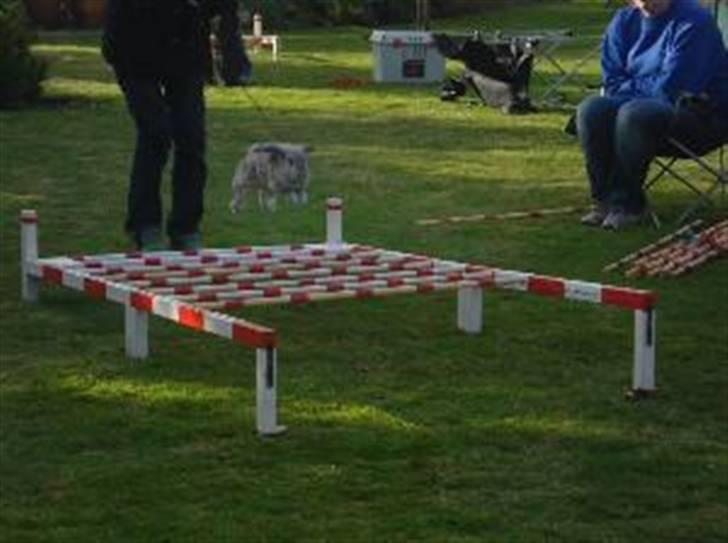 Kanin Svendgårdens Trille - Længdestævne. billede 9