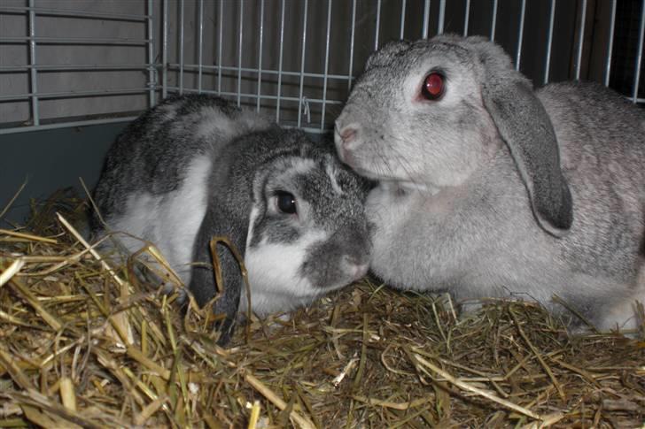 Kanin Svendgårdens Trille - Trille og Bambi. billede 10