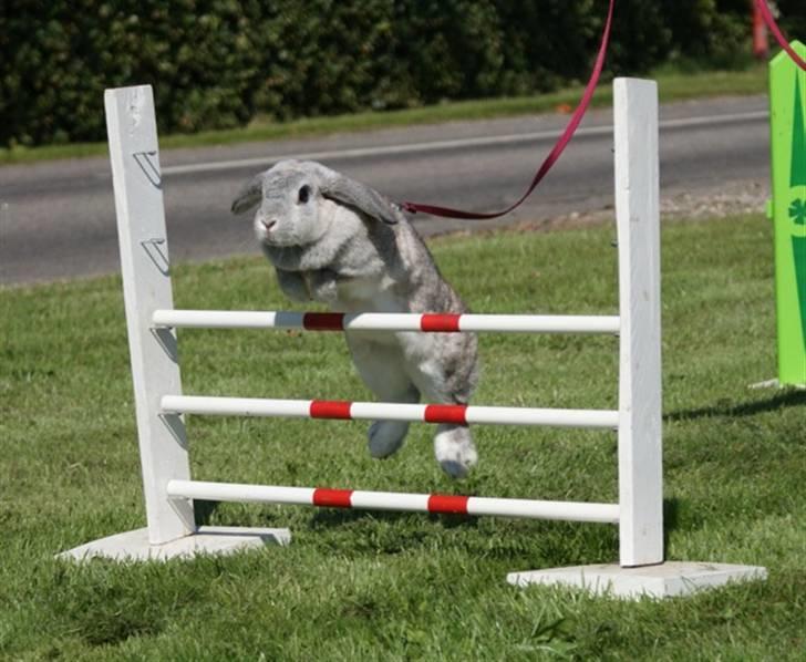 Kanin Svendgårdens Trille billede 11