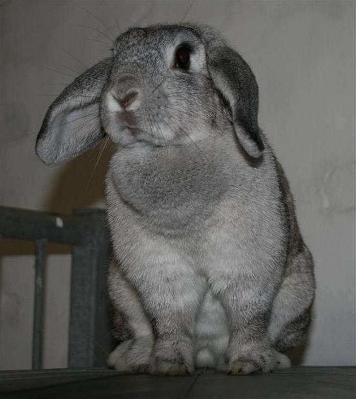 Kanin Svendgårdens Trille billede 12