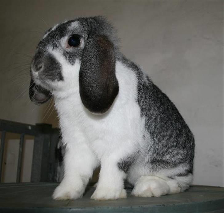 Kanin Hønsehusets Bambi - RIP billede 1