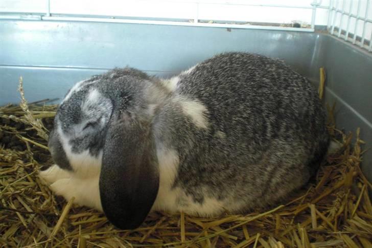 Kanin Hønsehusets Bambi - RIP - Da han var syg.. billede 2