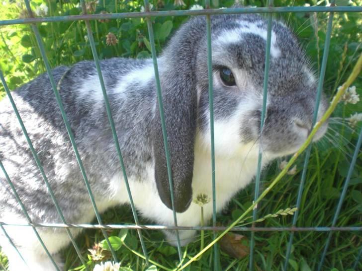 Kanin Hønsehusets Bambi - RIP billede 3