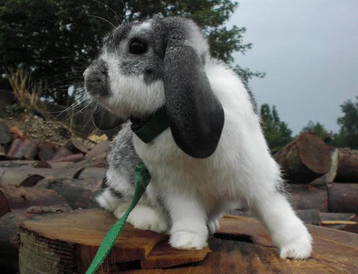 Kanin Hønsehusets Bambi - RIP billede 4