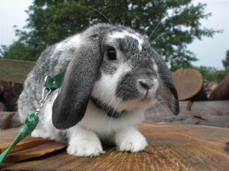 Kanin Hønsehusets Bambi - RIP billede 5