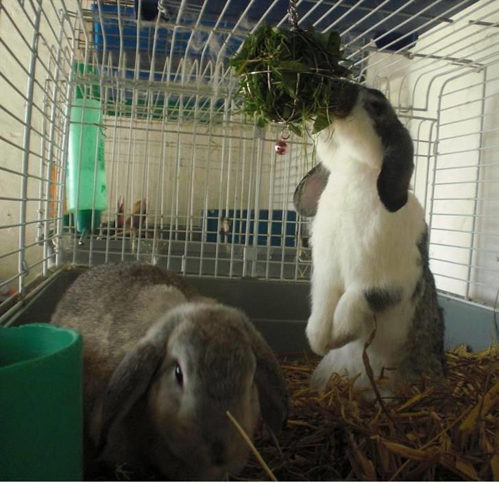 Kanin Hønsehusets Bambi - RIP billede 6