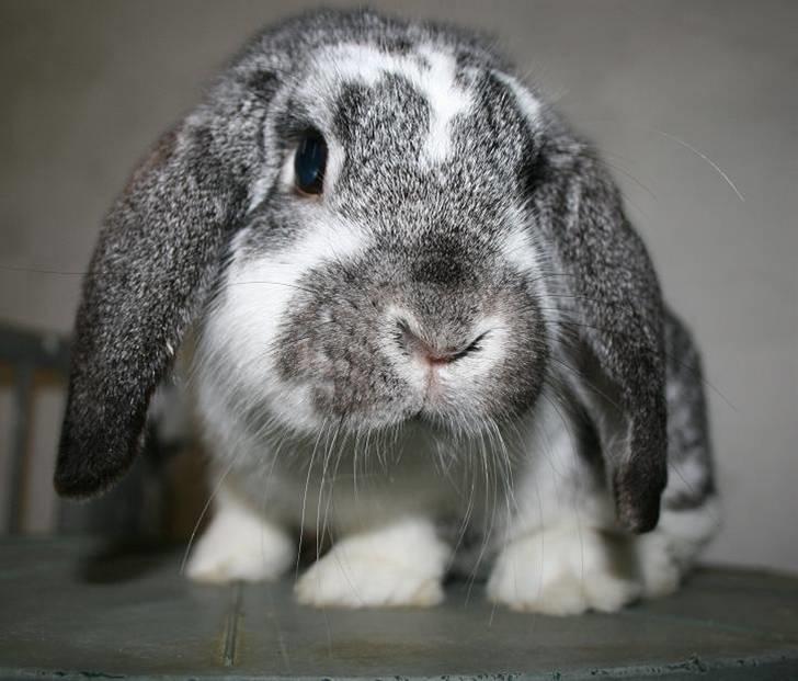 Kanin Hønsehusets Bambi - RIP billede 7