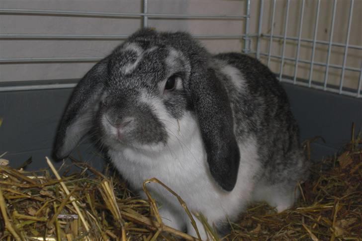 Kanin Hønsehusets Bambi - RIP billede 8