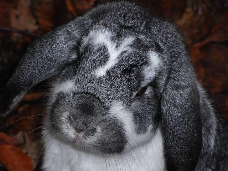 Kanin Hønsehusets Bambi - RIP billede 9