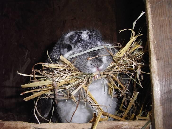 Kanin Hønsehusets Bambi - RIP - Fjolle :D billede 10