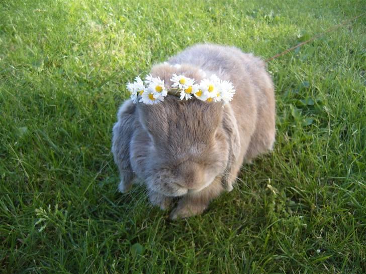 Kanin jann billede 1