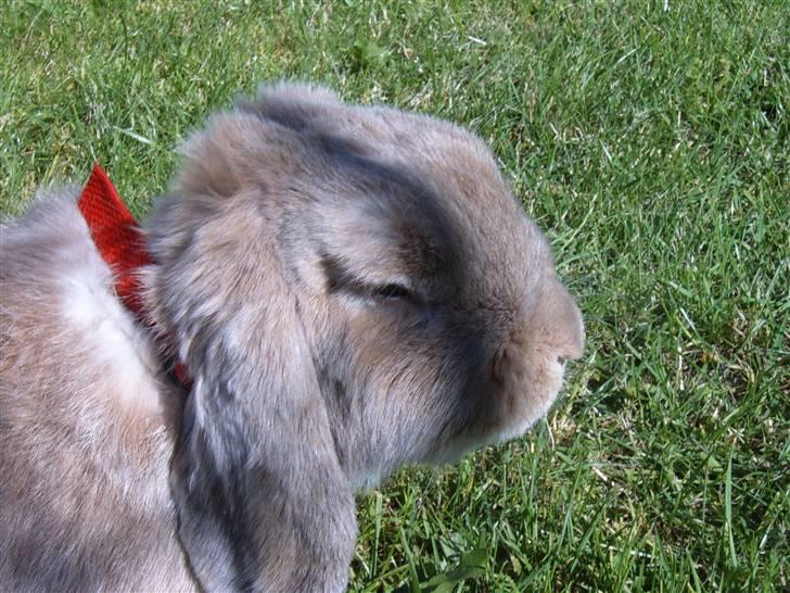 Kanin jann billede 2